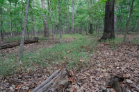 Northern Hardpan Basic Oak - Rừng Hickory – CEGL006216 Northern Hardpan Basic Oak - Rừng Hickory – CEGL006216