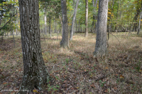 Northern Hardpan Basic Oak - Rừng Hickory – CEGL006216 Northern Hardpan Basic Oak - Rừng Hickory – CEGL006216