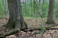 Piedmont Acidic Oak - Rừng Hickory – CEGL008475 Piedmont Acidic Oak - Rừng Hickory – CEGL008475