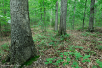 Piedmont Acidic Oak - Rừng Hickory – CEGL008475 Piedmont Acidic Oak - Rừng Hickory – CEGL008475