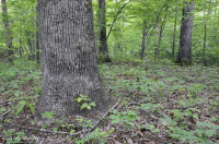 Piedmont Acidic Oak - Rừng Hickory – CEGL008475 Piedmont Acidic Oak - Rừng Hickory – CEGL008475