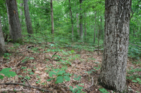 Piedmont Acidic Oak - Rừng Hickory – CEGL008475 Piedmont Acidic Oak - Rừng Hickory – CEGL008475