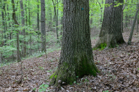 Piedmont Acidic Oak - Rừng Hickory – CEGL008475 Piedmont Acidic Oak - Rừng Hickory – CEGL008475