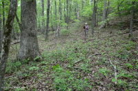 Piedmont Acidic Oak - Rừng Hickory – CEGL008475 Piedmont Acidic Oak - Rừng Hickory – CEGL008475