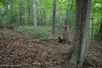 Piedmont Acidic Oak - Rừng Hickory – CEGL008475 Piedmont Acidic Oak - Rừng Hickory – CEGL008475