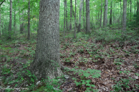 Sồi axit Appalachian Trung tâm - Rừng Hickory – CEGL008515 Sồi axit Appalachian Trung tâm - Rừng Hickory – CEGL008515