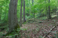 Sồi axit Appalachian Trung tâm - Rừng Hickory – CEGL008515 Sồi axit Appalachian Trung tâm - Rừng Hickory – CEGL008515