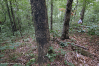 Sồi axit Appalachian Trung tâm - Rừng Hickory – CEGL008515 Sồi axit Appalachian Trung tâm - Rừng Hickory – CEGL008515