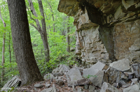 Rừng sồi hỗn hợp miền núi Appalachian phía Nam (Sồi đỏ phía Bắc - Sồi hạt dẻ Loại phụ) – CEGL004817 Rừng sồi hỗn hợp miền núi Appalachian phía Nam (Sồi đỏ phía Bắc - Sồi hạt dẻ Loại phụ) – CEGL004817