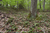 Rừng sồi hỗn hợp miền núi Appalachian phía Nam (Sồi đỏ phía Bắc - Sồi hạt dẻ Loại phụ) – CEGL004817 Rừng sồi hỗn hợp miền núi Appalachian phía Nam (Sồi đỏ phía Bắc - Sồi hạt dẻ Loại phụ) – CEGL004817