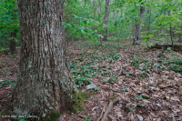 Rừng sồi hỗn hợp miền núi Appalachian phía Nam (Sồi đỏ phía Bắc - Sồi hạt dẻ Loại phụ) – CEGL004817 Rừng sồi hỗn hợp miền núi Appalachian phía Nam (Sồi đỏ phía Bắc - Sồi hạt dẻ Loại phụ) – CEGL004817