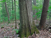 Rừng sồi hỗn hợp miền núi Appalachian phía Nam (Sồi đỏ phía Bắc - Sồi hạt dẻ Loại phụ) – CEGL004817 Rừng sồi hỗn hợp miền núi Appalachian phía Nam (Sồi đỏ phía Bắc - Sồi hạt dẻ Loại phụ) – CEGL004817