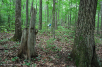 Rừng sồi hỗn hợp miền núi Appalachian phía Nam (Sồi đỏ phía Bắc - Sồi hạt dẻ Loại phụ) – CEGL004817 Rừng sồi hỗn hợp miền núi Appalachian phía Nam (Sồi đỏ phía Bắc - Sồi hạt dẻ Loại phụ) – CEGL004817