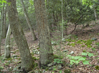 Rừng sồi hỗn hợp miền núi Appalachian phía Nam (Sồi đỏ phía Bắc - Sồi hạt dẻ Loại phụ) – CEGL004817 Rừng sồi hỗn hợp miền núi Appalachian phía Nam (Sồi đỏ phía Bắc - Sồi hạt dẻ Loại phụ) – CEGL004817