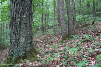 Rừng sồi hỗn hợp miền núi Appalachian phía Nam (Sồi đỏ phía Bắc - Sồi hạt dẻ Loại phụ) – CEGL004817 Rừng sồi hỗn hợp miền núi Appalachian phía Nam (Sồi đỏ phía Bắc - Sồi hạt dẻ Loại phụ) – CEGL004817