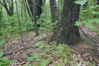 Cây sồi hạt dẻ khô Appalachian miền Trung - Rừng sồi đỏ phía Bắc – CEGL006057 Cây sồi hạt dẻ khô Appalachian miền Trung - Rừng sồi đỏ phía Bắc – CEGL006057