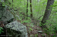 Cây sồi hạt dẻ khô Appalachian miền Trung - Rừng sồi đỏ phía Bắc – CEGL006057 Cây sồi hạt dẻ khô Appalachian miền Trung - Rừng sồi đỏ phía Bắc – CEGL006057