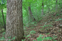 Cây sồi hạt dẻ khô Appalachian miền Trung - Rừng sồi đỏ phía Bắc – CEGL006057 Cây sồi hạt dẻ khô Appalachian miền Trung - Rừng sồi đỏ phía Bắc – CEGL006057