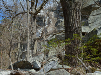 Cây sồi hạt dẻ khô Appalachian miền Trung - Rừng sồi đỏ phía Bắc – CEGL006057 Cây sồi hạt dẻ khô Appalachian miền Trung - Rừng sồi đỏ phía Bắc – CEGL006057