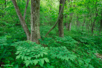 Sồi núi Appalachian Trung tâm - Rừng Hickory (Loại phong phú) – CEGL008518 Sồi núi Appalachian Trung tâm - Rừng Hickory (Loại phong phú) – CEGL008518