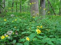 Sồi núi Appalachian Trung tâm - Rừng Hickory (Loại phong phú) – CEGL008518 Sồi núi Appalachian Trung tâm - Rừng Hickory (Loại phong phú) – CEGL008518