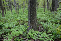 Sồi núi Appalachian Trung tâm - Rừng Hickory (Loại phong phú) – CEGL008518 Sồi núi Appalachian Trung tâm - Rừng Hickory (Loại phong phú) – CEGL008518