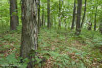 Sồi núi Appalachian Trung tâm - Rừng Hickory (Loại phong phú) – CEGL008518 Sồi núi Appalachian Trung tâm - Rừng Hickory (Loại phong phú) – CEGL008518