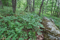 Sồi núi Appalachian Trung tâm - Rừng Hickory (Loại phong phú) – CEGL008518 Sồi núi Appalachian Trung tâm - Rừng Hickory (Loại phong phú) – CEGL008518