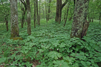 Sồi núi Appalachian Trung tâm - Rừng Hickory (Loại phong phú) – CEGL008518 Sồi núi Appalachian Trung tâm - Rừng Hickory (Loại phong phú) – CEGL008518