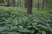 Sồi núi Appalachian Trung tâm - Rừng Hickory (Loại phong phú) – CEGL008518 Sồi núi Appalachian Trung tâm - Rừng Hickory (Loại phong phú) – CEGL008518