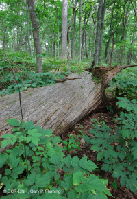 Sồi núi Appalachian Trung tâm - Rừng Hickory (Loại phong phú) – CEGL008518 Sồi núi Appalachian Trung tâm - Rừng Hickory (Loại phong phú) – CEGL008518