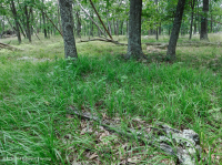 Sồi núi Appalachian Trung tâm - Rừng Hickory (Loại có tính axit) – CEGL008516 Sồi núi Appalachian Trung tâm - Rừng Hickory (Loại có tính axit) – CEGL008516