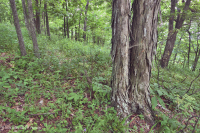 Sồi núi Appalachian Trung tâm - Rừng Hickory (Loại có tính axit) – CEGL008516 Sồi núi Appalachian Trung tâm - Rừng Hickory (Loại có tính axit) – CEGL008516