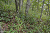 Sồi núi Appalachian Trung tâm - Rừng Hickory (Loại có tính axit) – CEGL008516 Sồi núi Appalachian Trung tâm - Rừng Hickory (Loại có tính axit) – CEGL008516