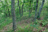 Sồi núi Appalachian Trung tâm - Rừng Hickory (Loại có tính axit) – CEGL008516 Sồi núi Appalachian Trung tâm - Rừng Hickory (Loại có tính axit) – CEGL008516