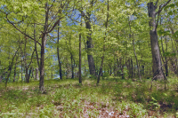 Sồi núi Appalachian Trung tâm - Rừng Hickory (Loại có tính axit) – CEGL008516 Sồi núi Appalachian Trung tâm - Rừng Hickory (Loại có tính axit) – CEGL008516