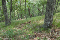 Sồi núi Appalachian Trung tâm - Rừng Hickory (Loại có tính axit) – CEGL008516 Sồi núi Appalachian Trung tâm - Rừng Hickory (Loại có tính axit) – CEGL008516