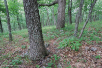 Sồi núi Appalachian Trung tâm - Rừng Hickory (Loại có tính axit) – CEGL008516 Sồi núi Appalachian Trung tâm - Rừng Hickory (Loại có tính axit) – CEGL008516