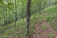 Sồi núi Appalachian Trung tâm - Rừng Hickory (Loại có tính axit) – CEGL008516 Sồi núi Appalachian Trung tâm - Rừng Hickory (Loại có tính axit) – CEGL008516