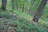 Sồi núi Appalachian Trung tâm - Rừng Hickory (Loại có tính axit) – CEGL008516 Sồi núi Appalachian Trung tâm - Rừng Hickory (Loại có tính axit) – CEGL008516