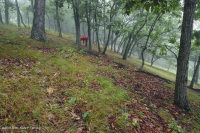 Sồi núi Appalachian Trung tâm - Rừng Hickory (Loại có tính axit) – CEGL008516 Sồi núi Appalachian Trung tâm - Rừng Hickory (Loại có tính axit) – CEGL008516