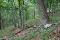 Sồi núi Appalachian Trung tâm - Rừng Hickory (Loại có tính axit) – CEGL008516 Sồi núi Appalachian Trung tâm - Rừng Hickory (Loại có tính axit) – CEGL008516