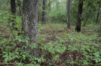 Rừng cây sồi hỗn hợp ven biển/ Rừng thạch nam – CEGL006269 Rừng cây sồi hỗn hợp ven biển/ Rừng thạch nam – CEGL006269