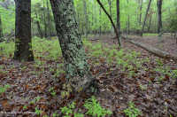 Rừng cây sồi hỗn hợp ven biển/ Rừng thạch nam – CEGL006269 Rừng cây sồi hỗn hợp ven biển/ Rừng thạch nam – CEGL006269