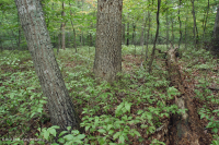 Piedmont / Central Appalachian Mixed Oak / Rừng Heath – CEGL008521 Piedmont / Central Appalachian Mixed Oak / Rừng Heath – CEGL008521