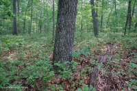 Piedmont / Central Appalachian Mixed Oak / Rừng Heath – CEGL008521 Piedmont / Central Appalachian Mixed Oak / Rừng Heath – CEGL008521