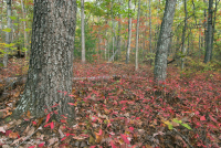 Piedmont / Central Appalachian Mixed Oak / Rừng Heath – CEGL008521 Piedmont / Central Appalachian Mixed Oak / Rừng Heath – CEGL008521