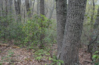 Rừng sồi hạt dẻ Appalachian Trung tâm / Nội Piedmont – CEGL006299 Rừng sồi hạt dẻ Appalachian Trung tâm / Nội Piedmont – CEGL006299