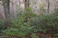 Rừng sồi hạt dẻ Appalachian Trung tâm / Nội Piedmont – CEGL006299 Rừng sồi hạt dẻ Appalachian Trung tâm / Nội Piedmont – CEGL006299