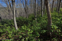 Rừng sồi hạt dẻ Appalachian Trung tâm / Nội Piedmont – CEGL006299 Rừng sồi hạt dẻ Appalachian Trung tâm / Nội Piedmont – CEGL006299